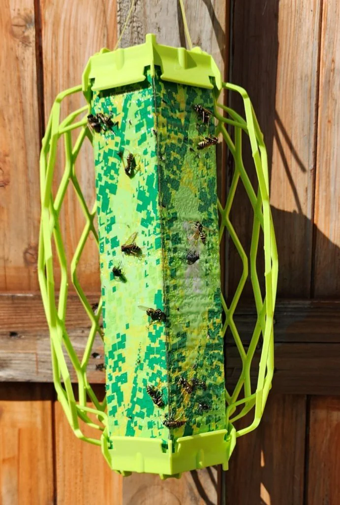 A wasp trap in the garden, already full after one day in early April