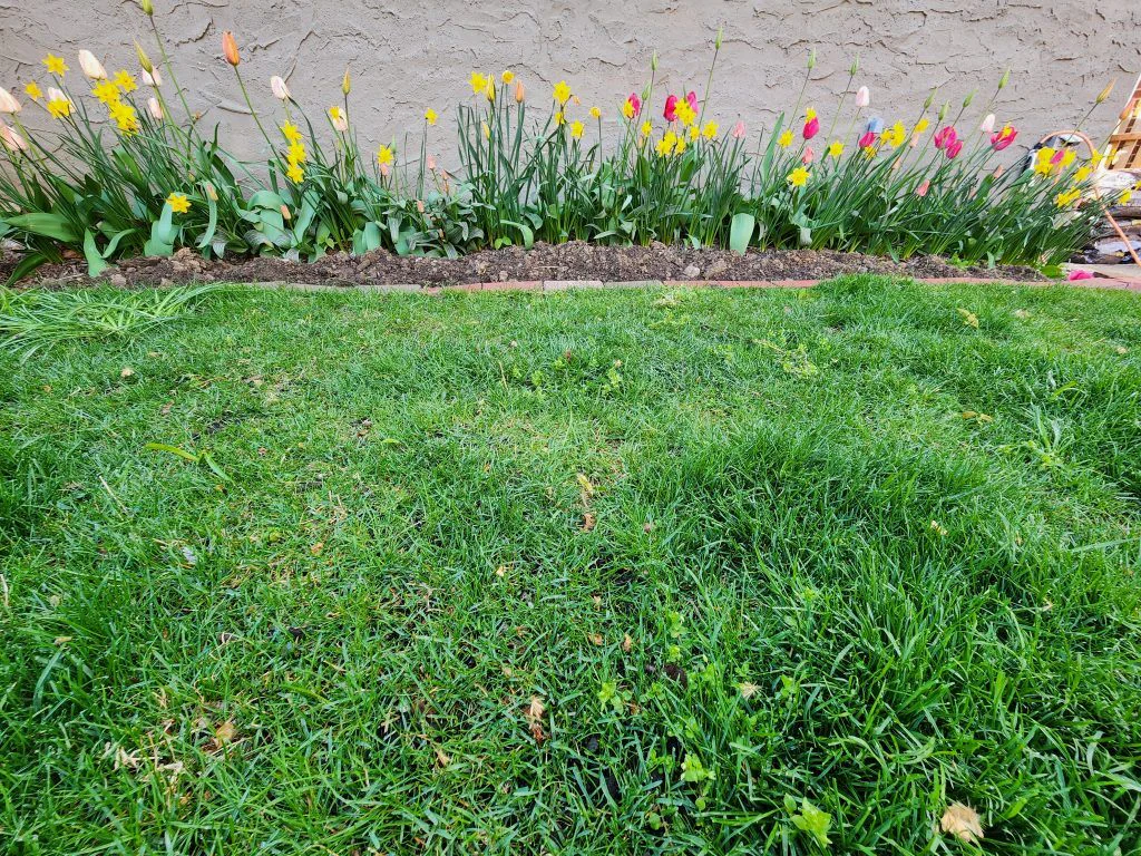 Brick border set level with the lawn, barely visible from the front path