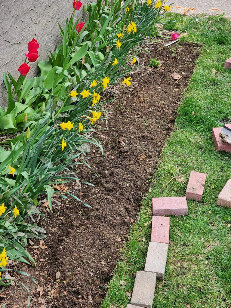 A clean, defined edge cut between the lawn and the flower bed