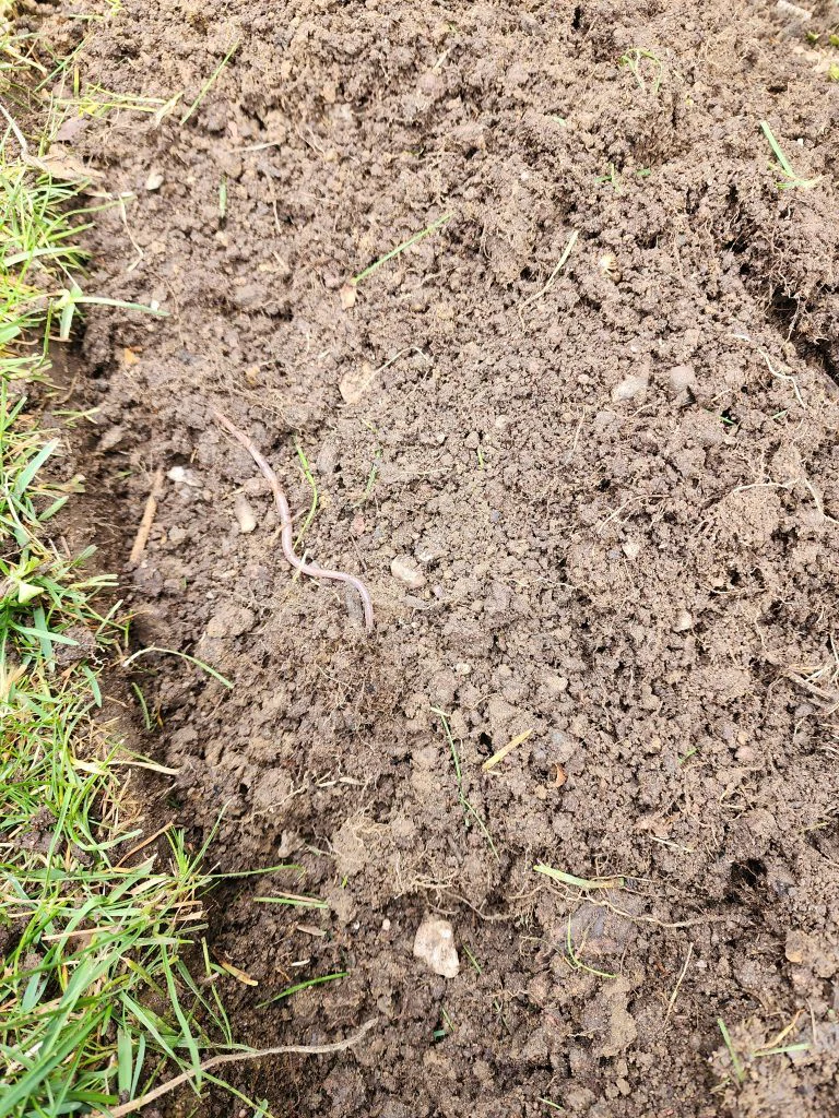 Earthworms in the soil directly beneath a cut piece of sod