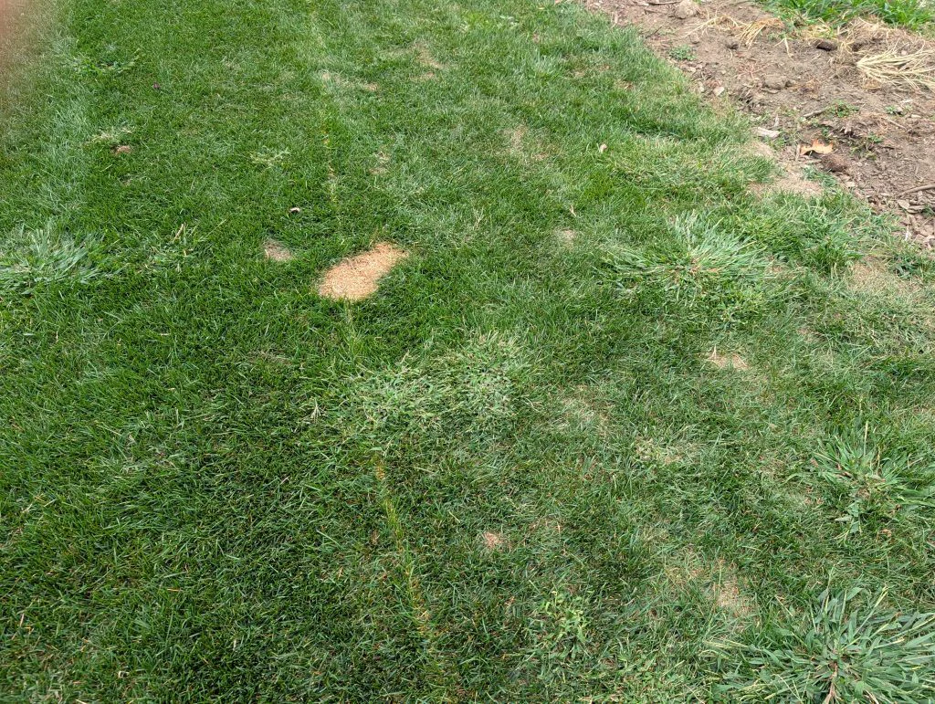 Close-up of a healthy section of Kentucky bluegrass back lawn