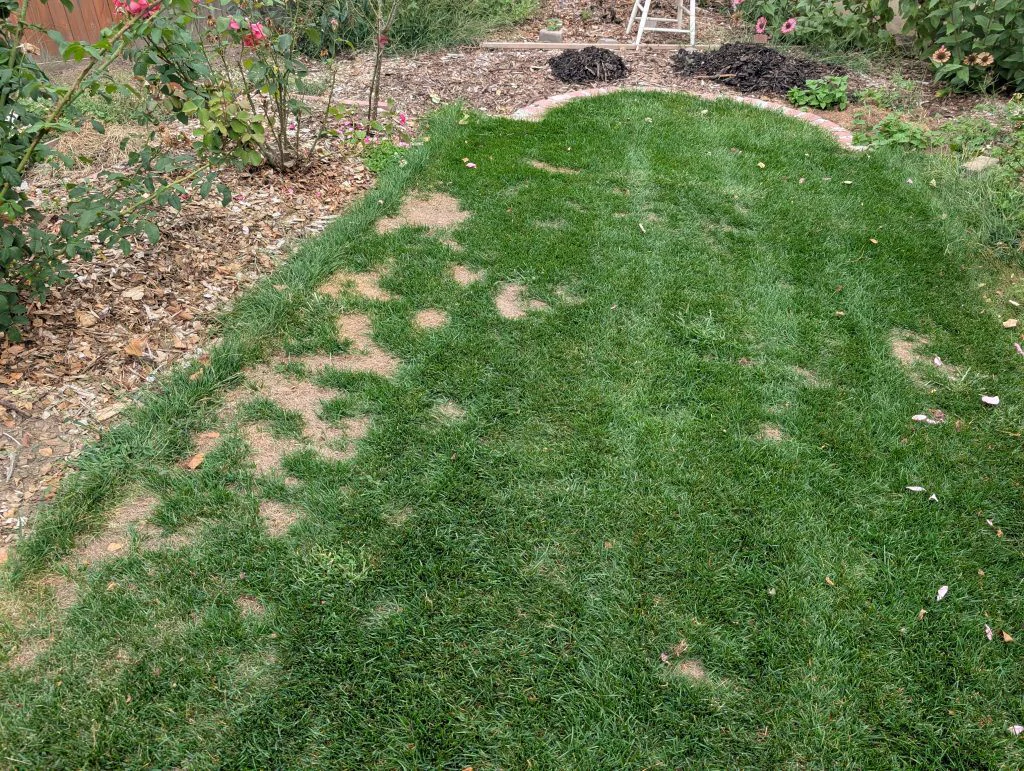 View of the back lawn, mostly lush with a few spots of die-off