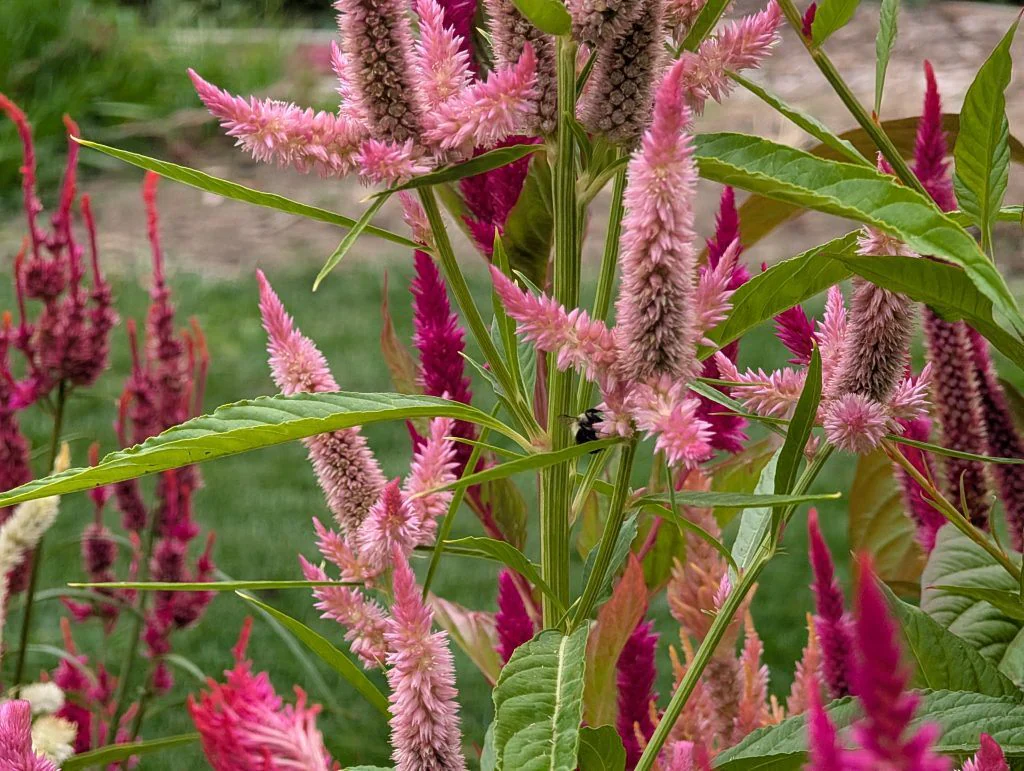 A bumblebee tucked among celosia flowers