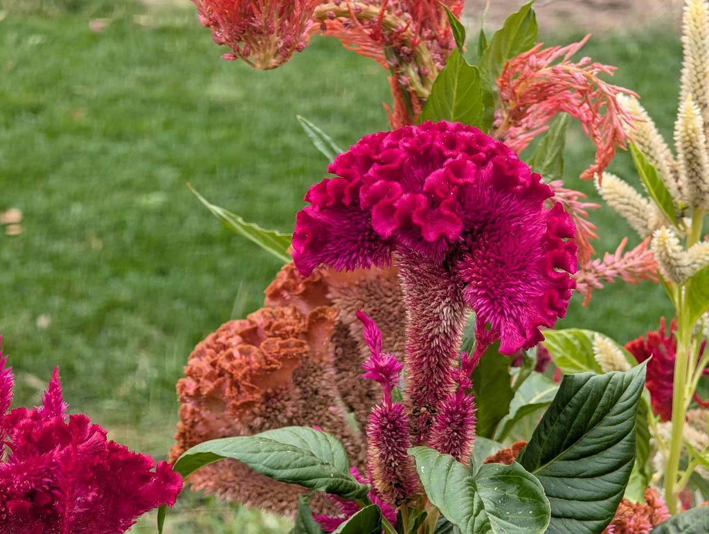 Unusual coral-like celosia flower shapes