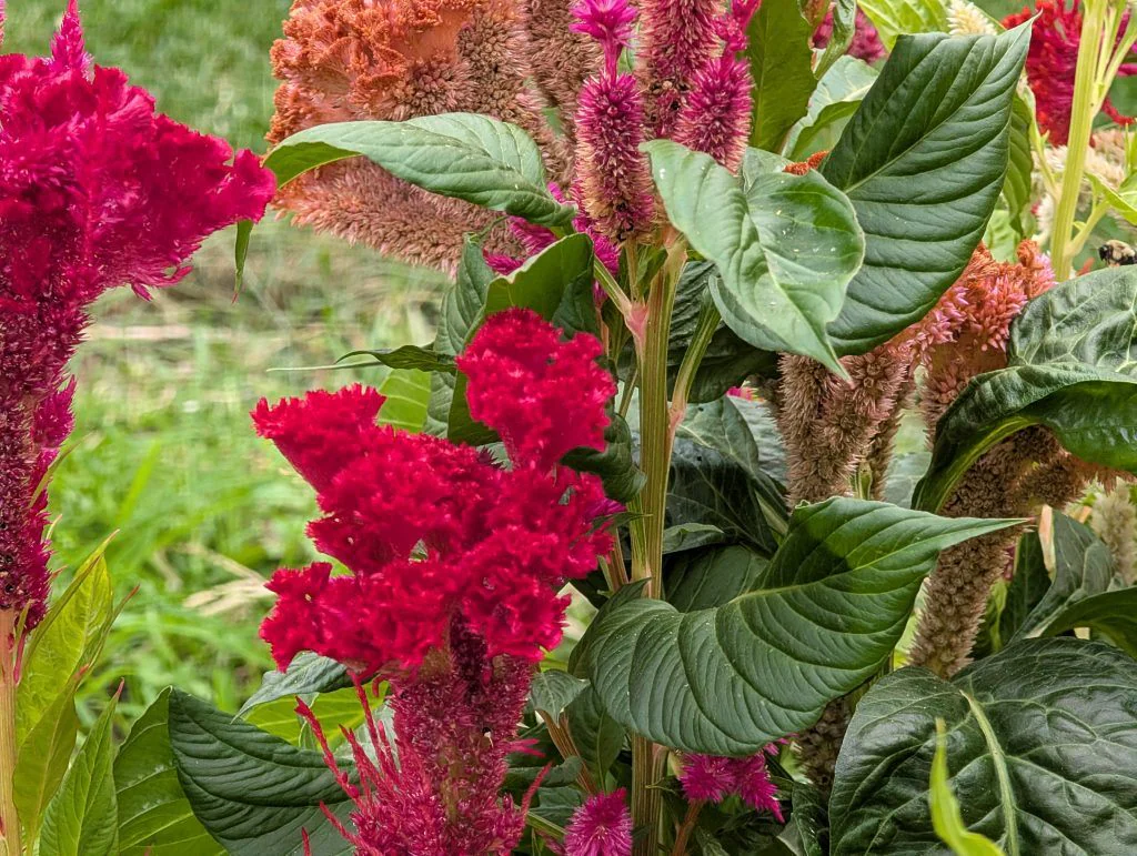 Close-up of flowers still blooming in September in a Zone 7b garden