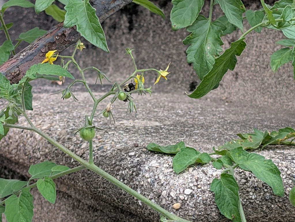 Tomato plants with a bumblebee visiting the flowers