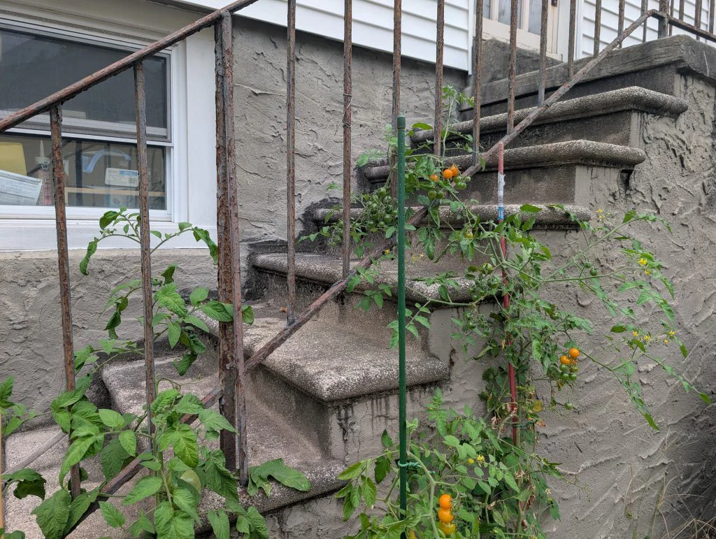 Tomato plants trained up a stair railing used as a trellis