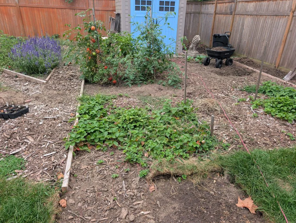 View of the vegetable garden with tomatoes growing unstructured in the background