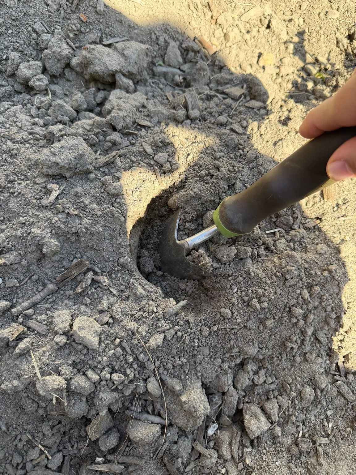 A deep planting pocket opened in loose soil with one pull of a hand cultivator