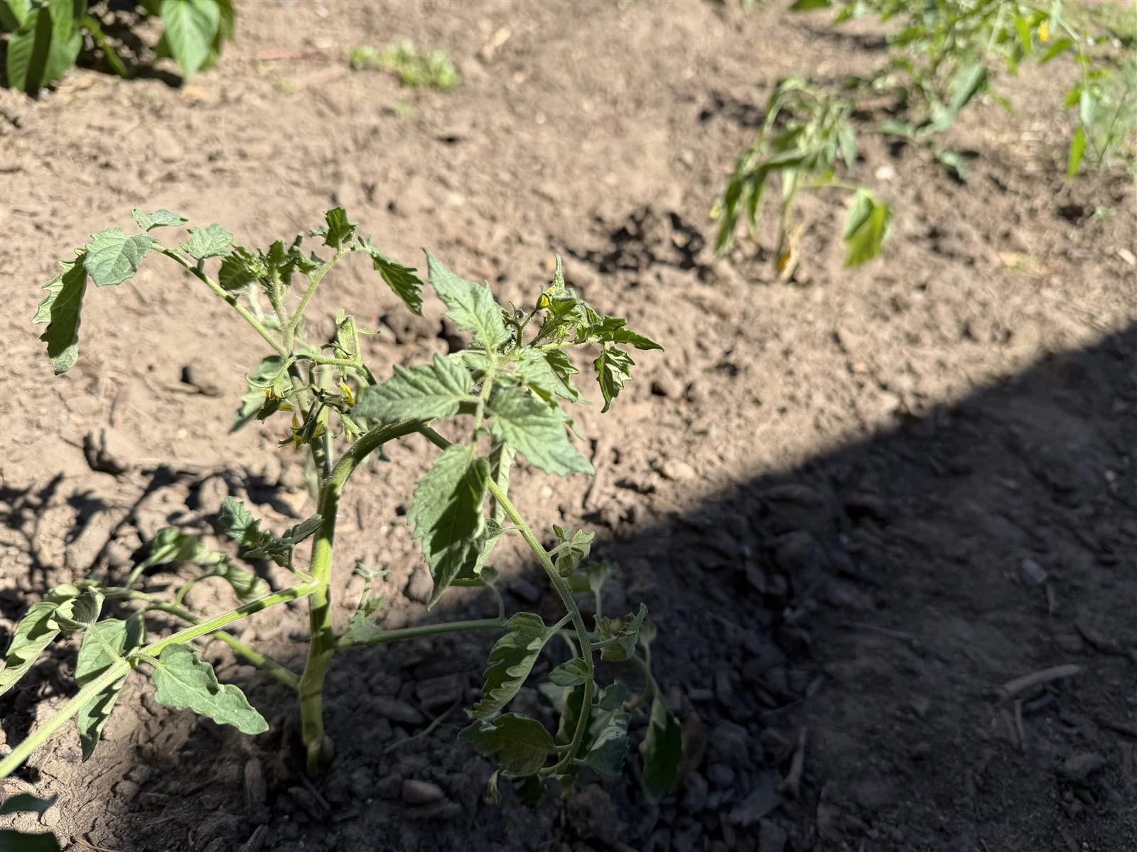 A newly transplanted tomato seedling settling into a prepared garden row