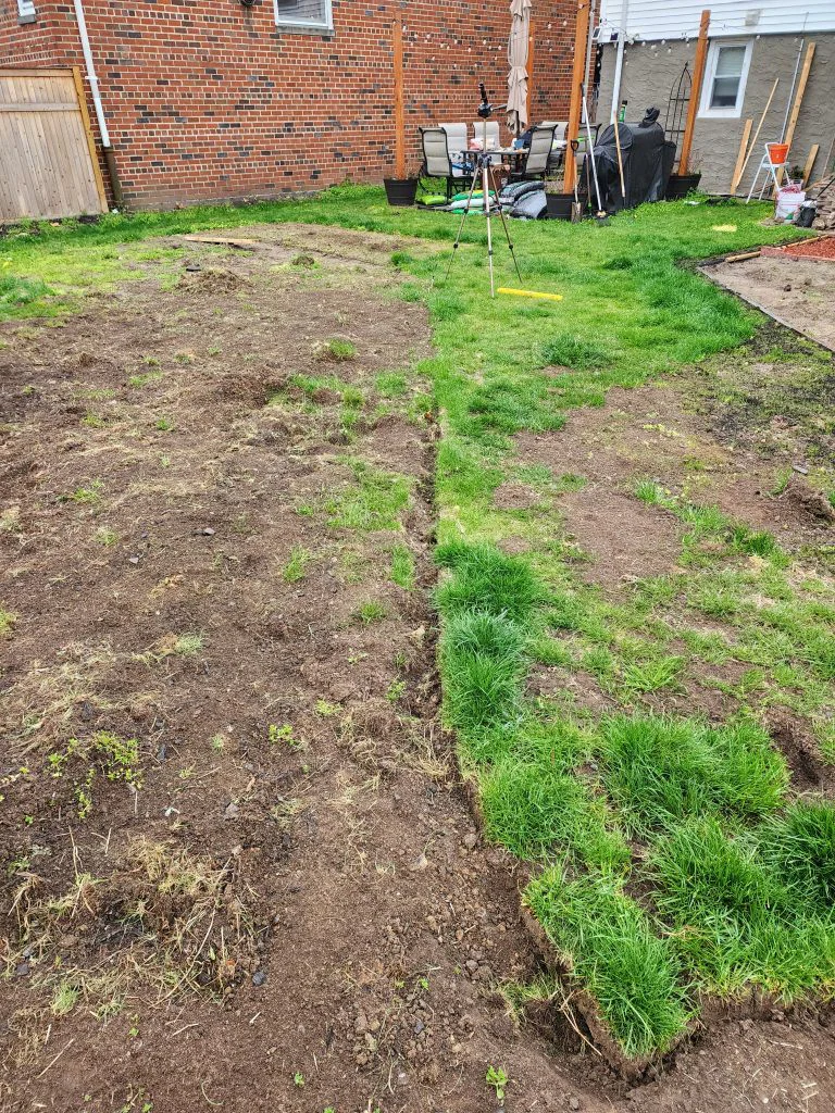 Looking back toward the patio as the transplanted lawn path begins to fill in