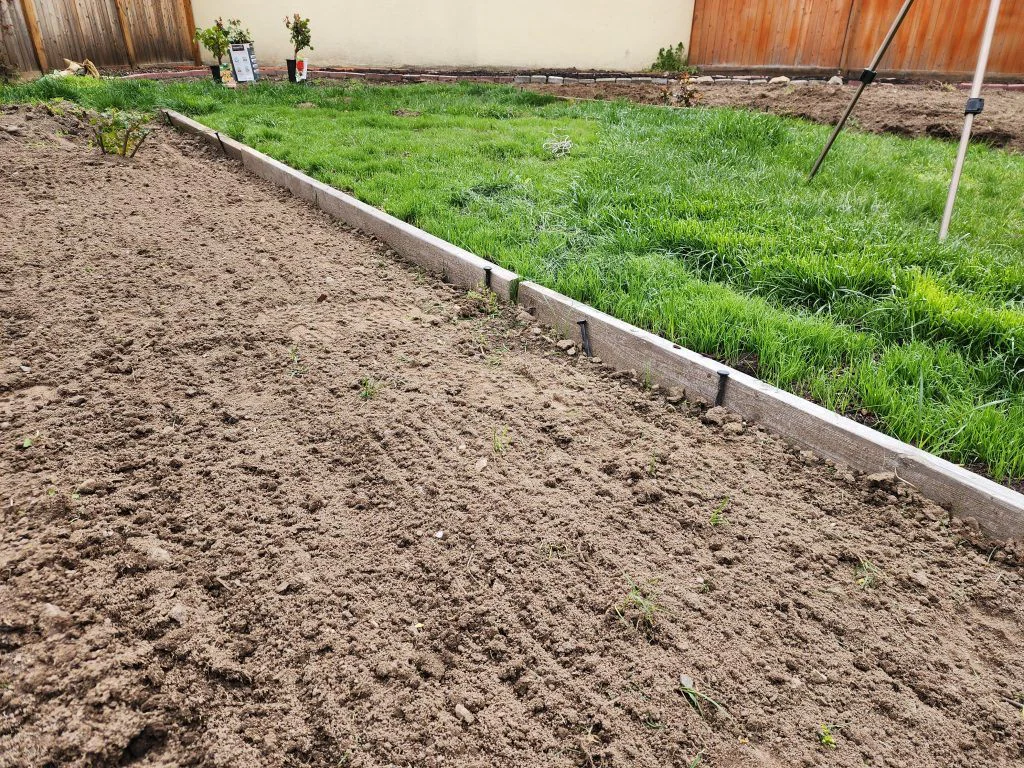 The redesigned garden taking shape — a clean center lawn path bordered by level beds ready for planting
