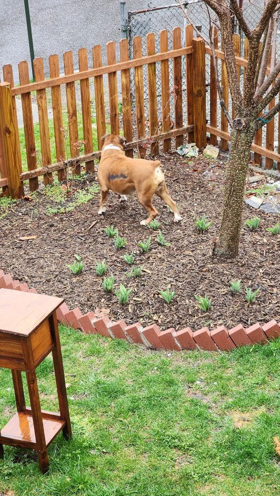 A dog standing on wet wood chips in the rain, paws clean, no mud