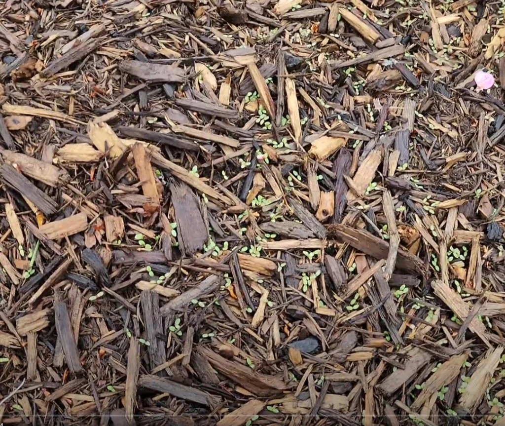 Close-up of weed seedlings germinating up through a layer of wood chips